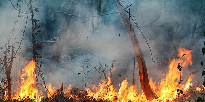Погода в СНГ: в Казахстане и Беларуси участились лесные пожары
