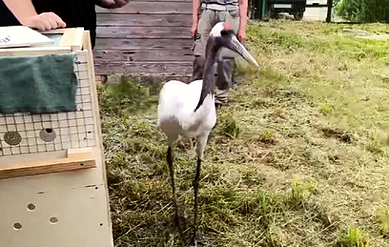 К одинокой самке японского журавля в Центре воспроизводства Московского зоопарка приехал жених