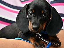 Россияне рассказали о тратах на домашних питомцев