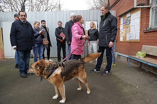 Современный приют для бездомных собак появится в СВАО
