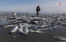 На Магадане сельдь массово выбросилась на мель