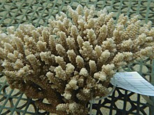 Учёные впервые смогли вырастить кораллы в лаборатории
