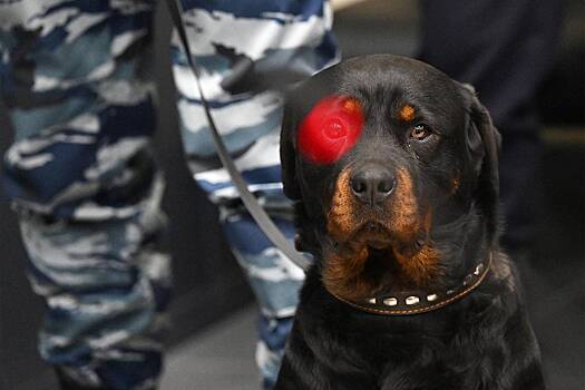 Украинские мошенники помогли российской полиции задержать наркоторговца