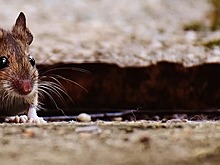 Роспотребнадзор предостерег от поездок в Нигерию из-за лихорадки Ласса