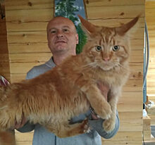 В Красноярском крае ищут убийцу кота