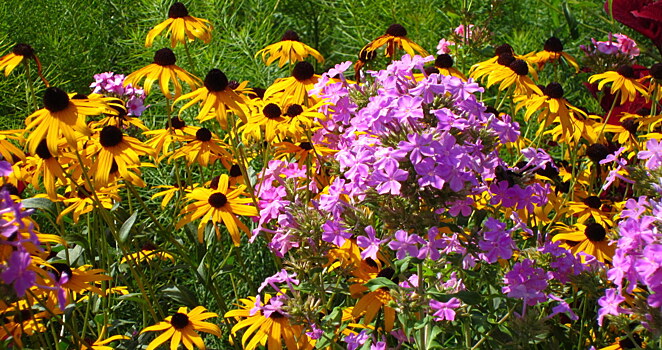 10 самых популярных многолетников из провинциальных цветников