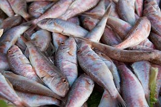 В Нижегородской области планируют увеличить производство рыбы в 2,5 раза