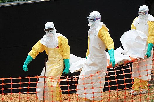 Найдены супер-переносчики Эболы