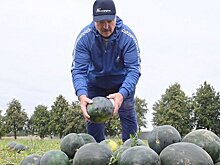 Лукашенко рассказал о белорусских арбузах