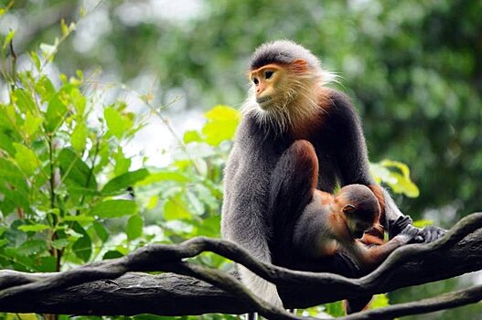 Туристов в Дананге наказали за фотографирование обезьян