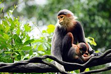 Туристов в Дананге наказали за фотографирование обезьян