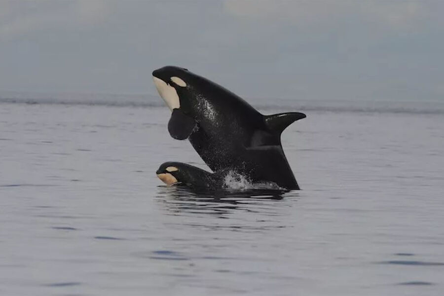 Активисты помогут в освобождении от пластика детеныша косатки на Камчатке