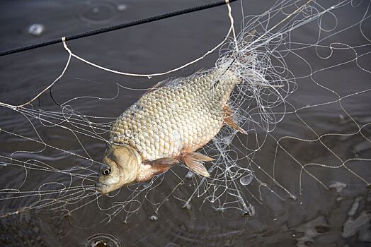 В Новосибирской области отмечают День рыбака: названы лучшие места для рыбалки