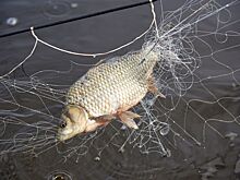 В Новосибирской области отмечают День рыбака: названы лучшие места для рыбалки