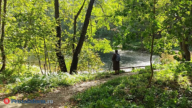 Пензенские леса проверят на заражение ясеневой златкой