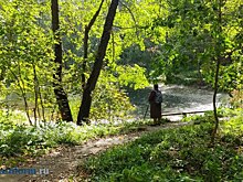 Пензенские леса проверят на заражение ясеневой златкой