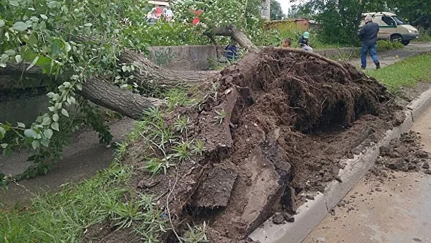 Сильный ветер повалил больше 30 деревьев в Москве