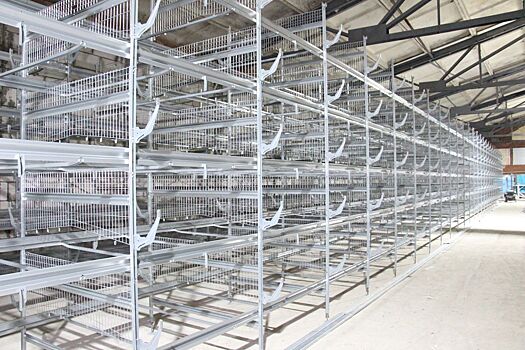 На Сарапульской птицефабрике введут в эксплуатацию корпус на 70 тысяч кур-несушек