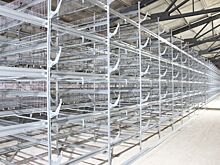 На Сарапульской птицефабрике введут в эксплуатацию корпус на 70 тысяч кур-несушек