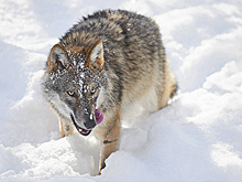 Финских собак защитят от волков перцем