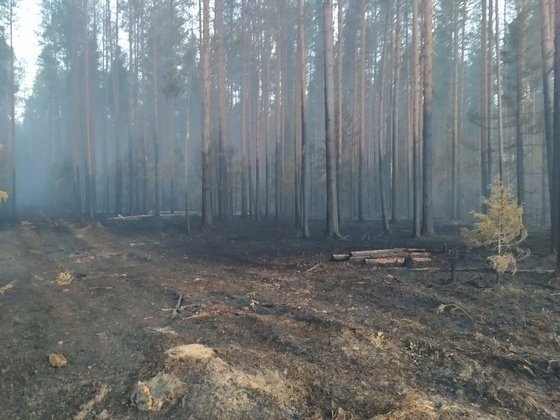 В Уржумском районе загорелся лес по вине местного населения