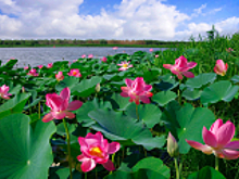 Заросли волжских лотосов в этом году заметно поредели