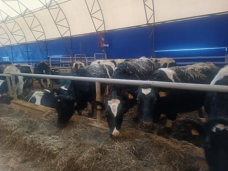 В Киясовском районе Удмуртии заработал тентовый корпус для телят