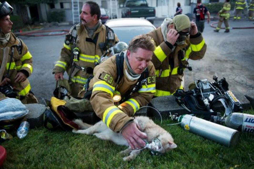 Спасательный мир. Пожарные спасают животных. Пожарные спасают людей. Пожарные спасают котиков.