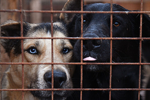 На Алтае любительница собачьего мяса получила условное наказание