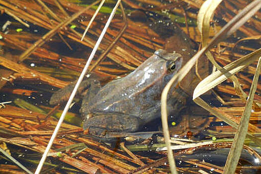 Суд в Австрии признал владельца пруда с лягушками виновным в шумовом загрязнении