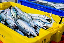 Рыбный союз окончательно решит вопрос с мышьяком в рыбе и морепродуктах