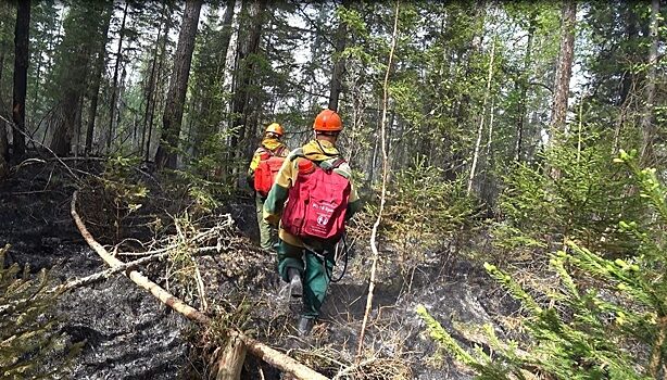 Омская область заняла четвертое место по площади лесных пожаров среди регионов Сибири