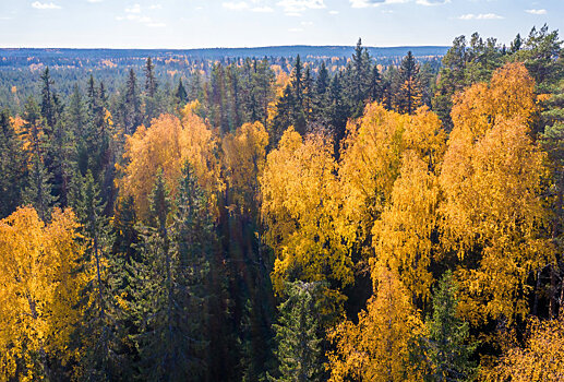 Лесные доходы бюджета выросли почти на 7 млрд рублей