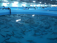 В Калининградской области запускают  проект по выращиванию атлантического лосося