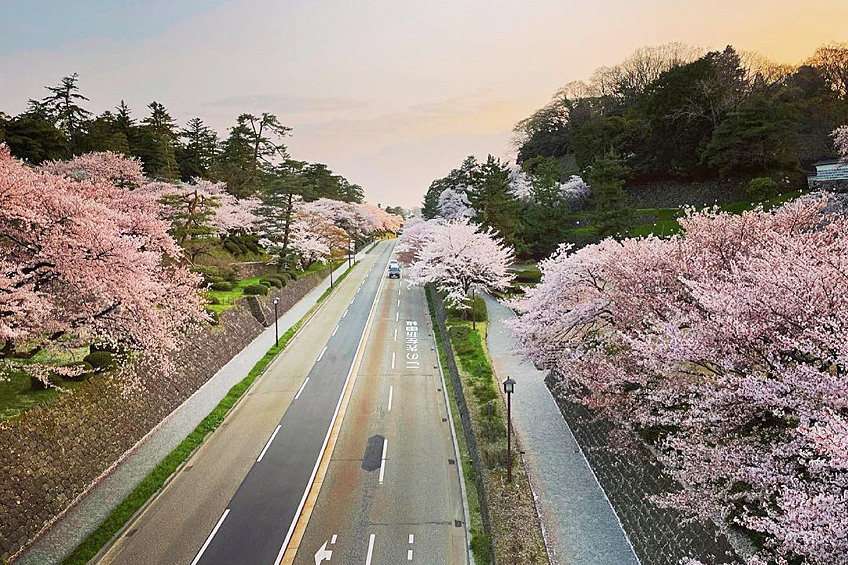 Обычно это происходит в апреле, но в этом году, впервые за последние 1200 лет, пик сезона в Киото, древней столице страны, был зафиксирован 26 марта.