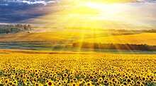 Ученые доказали, что Солнце может защитить человека от рака
