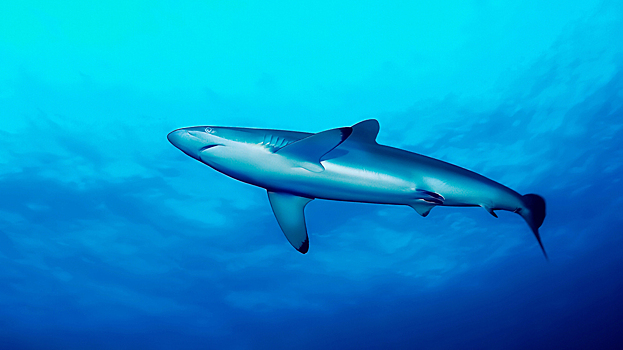Как шелковая акула по кличке Джинн установила мировой рекорд