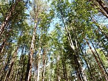 В Иркутске ищут способ обезопасить окраины от пожаров без массовой вырубки деревьев