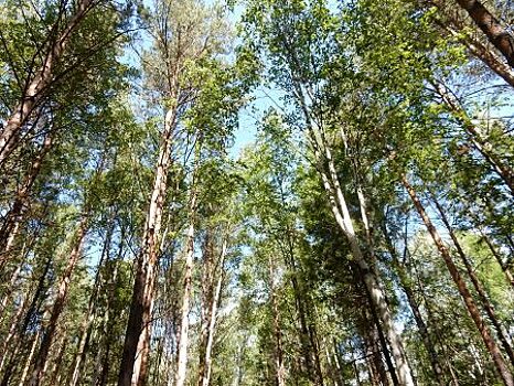 В Иркутске ищут способ обезопасить окраины от пожаров без массовой вырубки деревьев