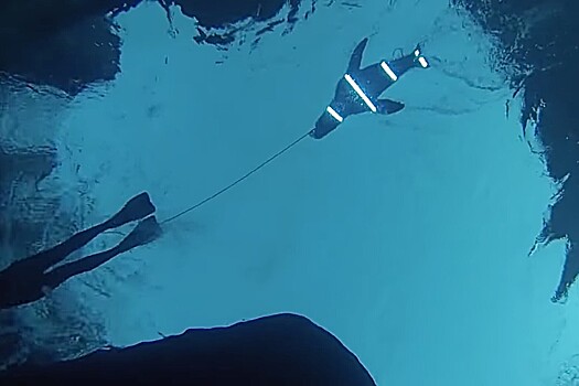 Найдено «секретное оружие» от нападения акул — светодиодные ленты