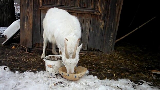 Ветерану пензенской ветслужбы подарили козу