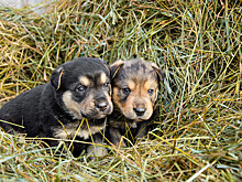 В Красноярске женщину задержали за то, что она выбросила из окна семь щенков