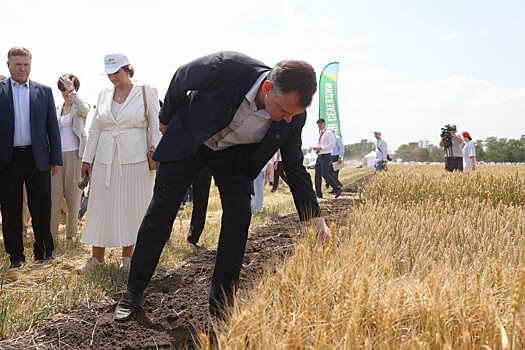Ущерб донских аграриев из-за заморозков превысил 3 млрд рублей