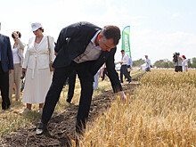 Ущерб донских аграриев из-за заморозков превысил 3 млрд рублей