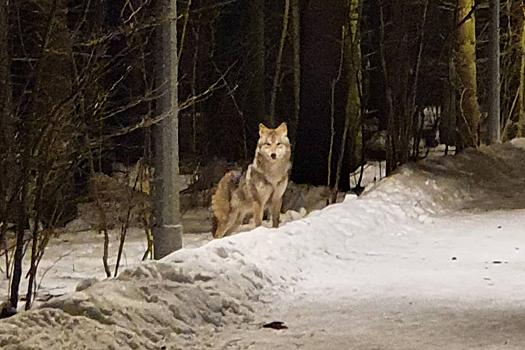 Гулявший с собакой москвич встретил волка