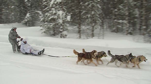 Мобильные и неприхотливые: как собаки помогают военнослужащим на тренировках в Арктике