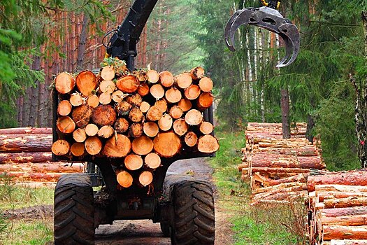 Костромские лесозаготовители потребовали отменить платные сертификаты