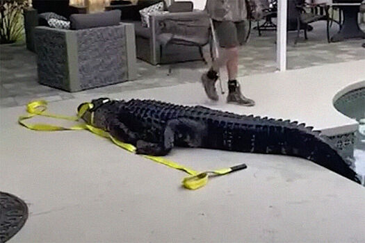 Женщина нашла 180-килограммового аллигатора в своем бассейне