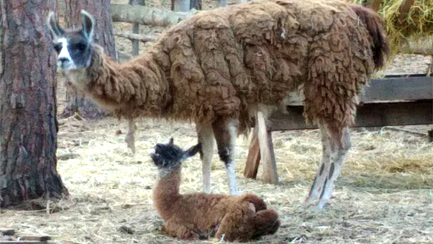 В воронежском зоопитомнике «Червленый Яр» у лам родился детёныш