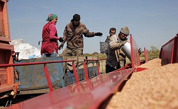 Татарстанских аграриев пытаются спасти от засухи... "Засухой"